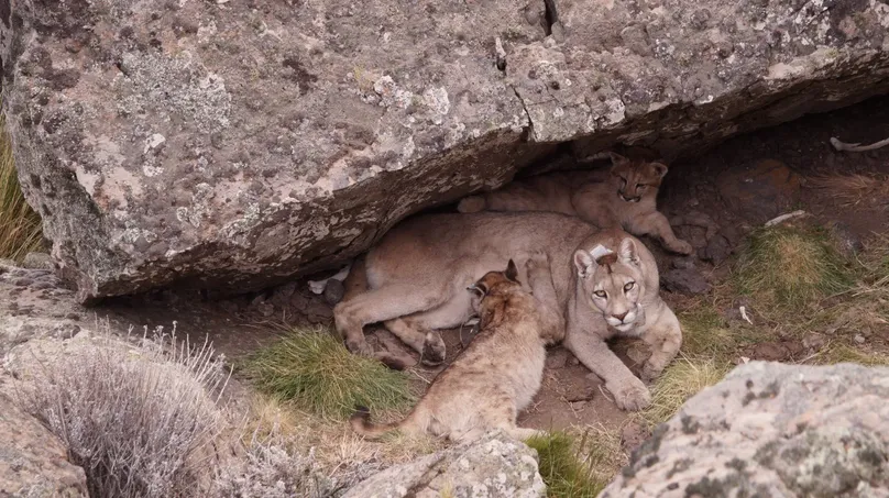 Screenshot 2025-03-31 at 16-13-43 DÍA DEL PUMA. Revelan datos clave sobre su comportamiento y su impacto ecológico