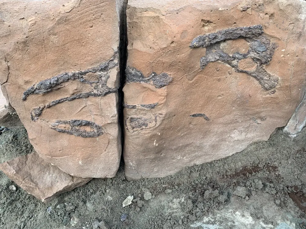 paleontologia anita 1