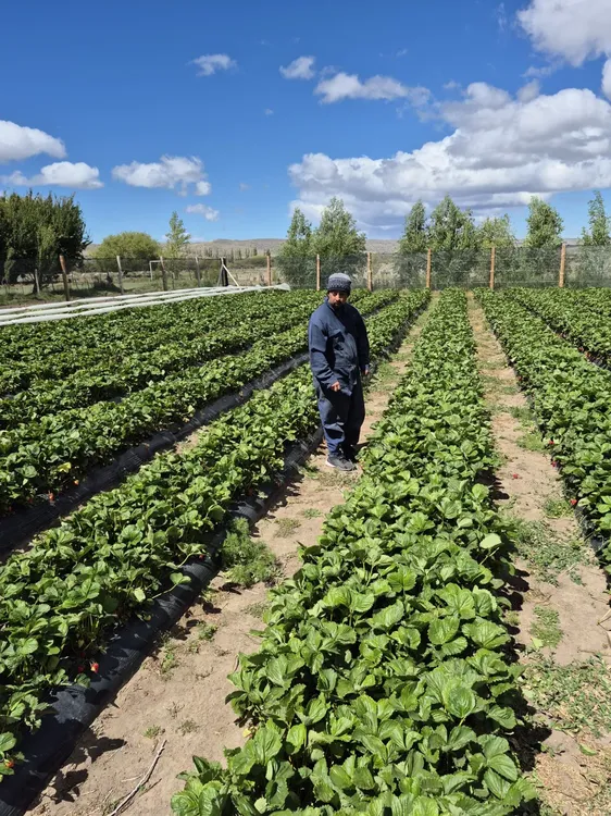 Frutillas Peritenses3