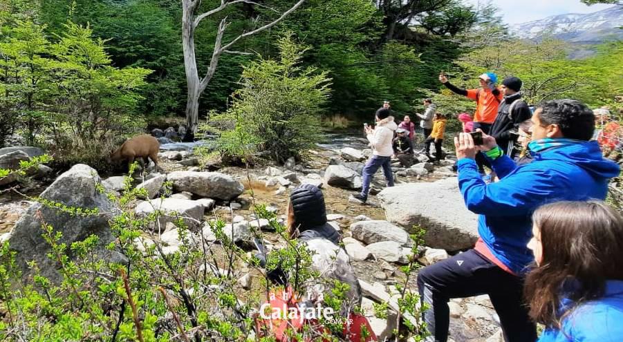 huemules home [AUDIO FMD]