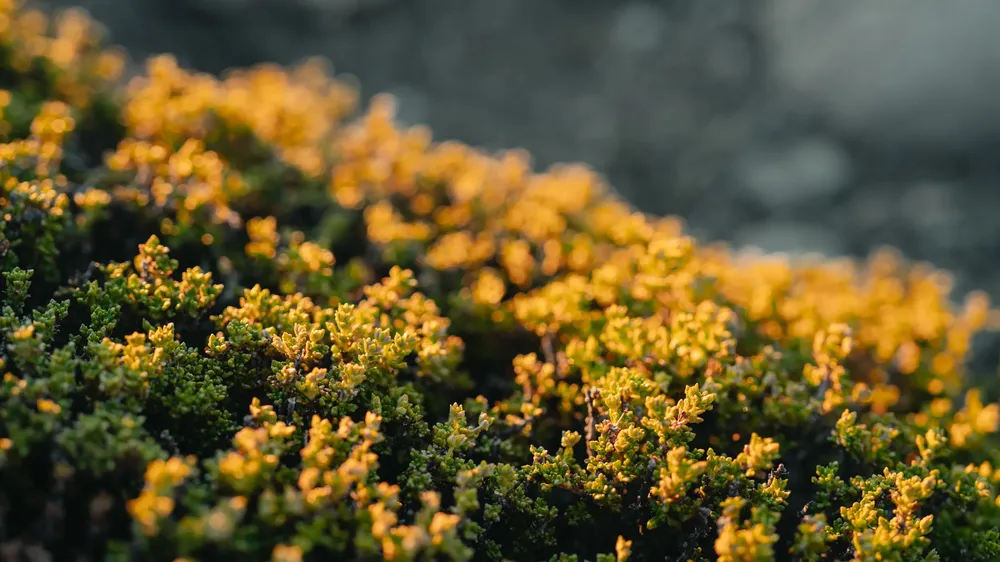 Campaña Tierra de Cañadones - Estación biológica El Unco -  Noviembre 2024 - @Hori_barbieri - Horacio Barbieri_-92~1