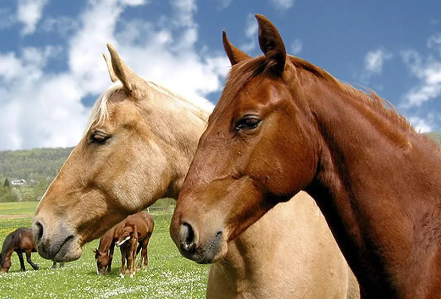 Caballos