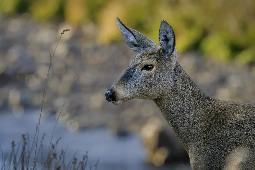 Huemul_Dario Podesta~1