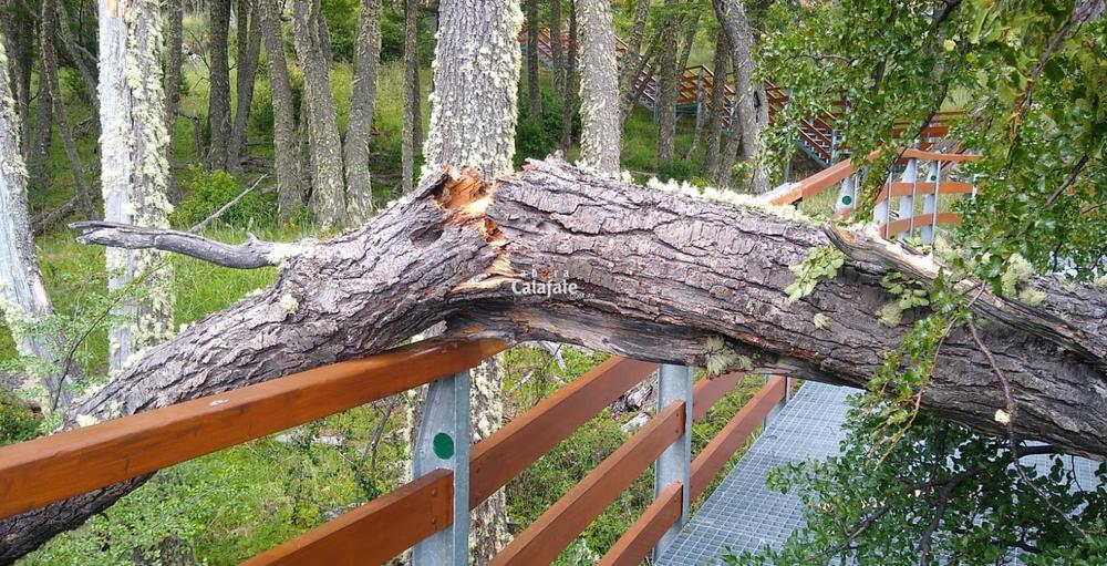 Arbol Caido Pasarelas1 [AUDIO FMD]