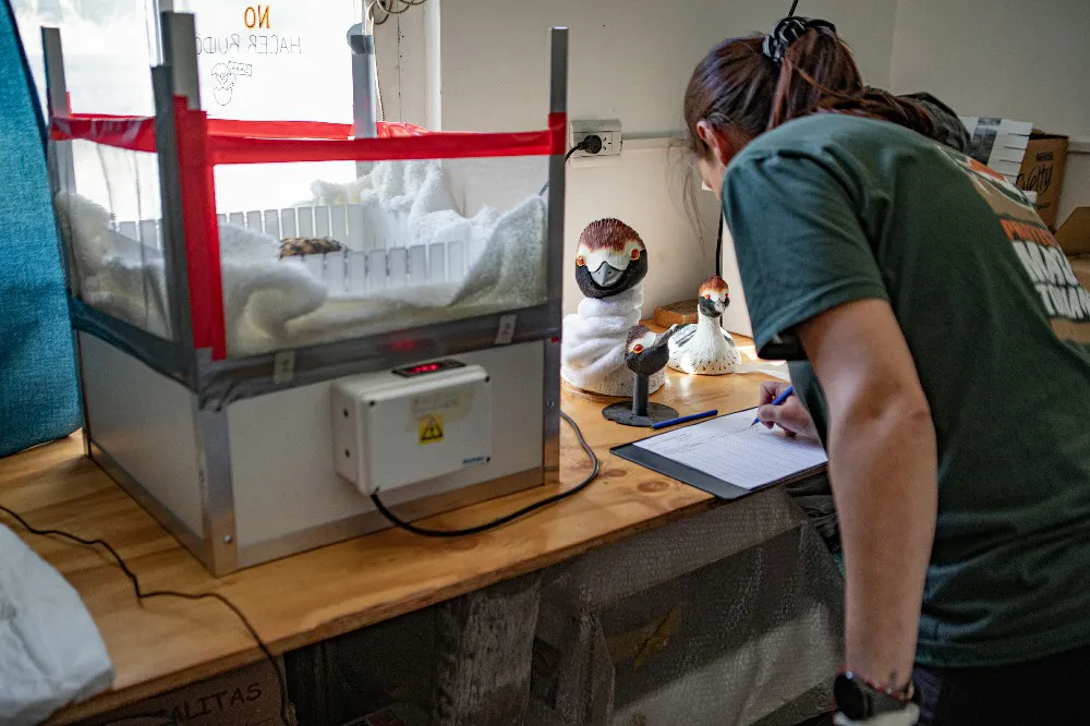 Gonzalo Pardo_Recria Maca Tobiano (3)~1