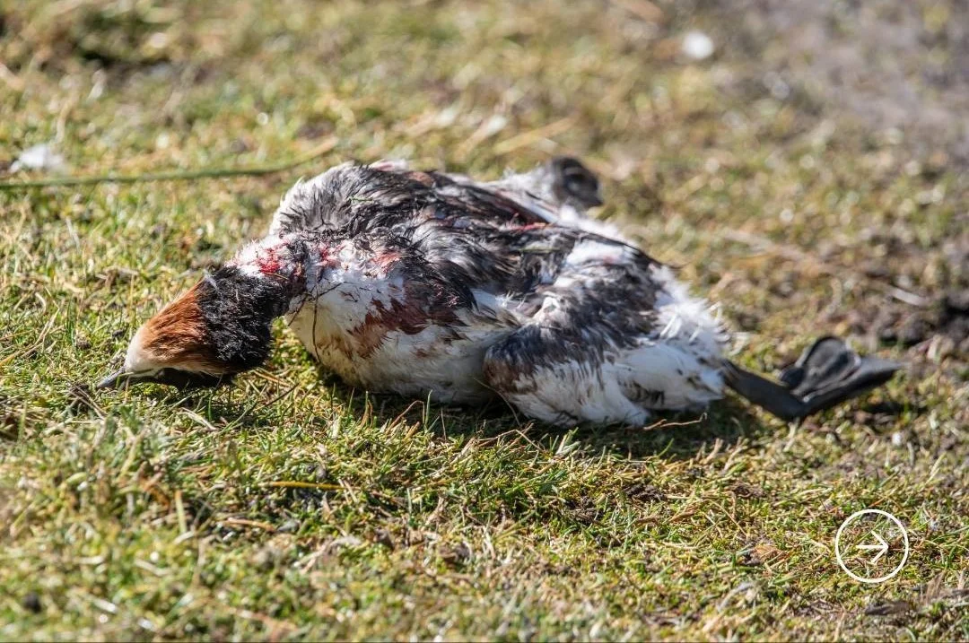 640547425_1338891361608812_796415848556356102_n