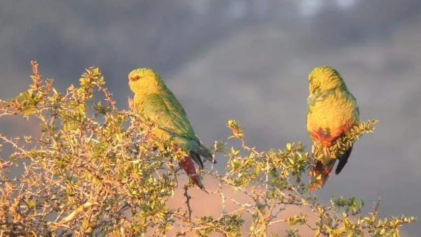 48317BE3-786C-49BA-A4F2-69B0C8C63DD3