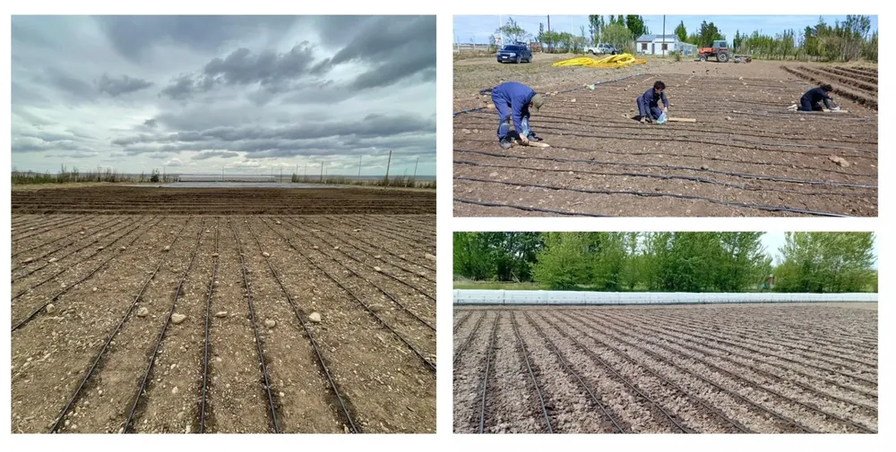 intaeeasc_maiz12122025_1