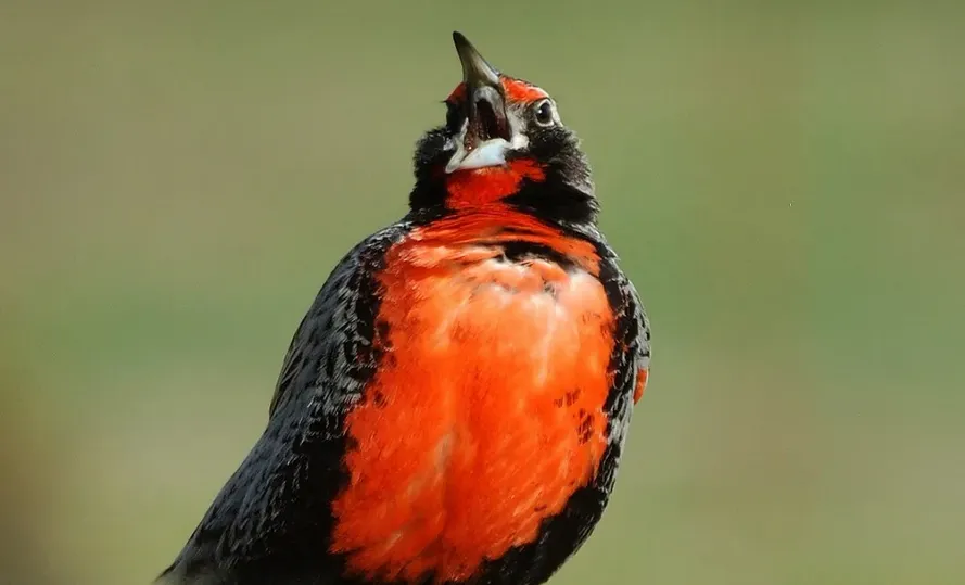 Screenshot 2024-11-06 at 22-21-36 Presentan una guía de aves del humedal de El Calafate