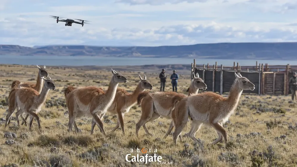 Guanacos1
