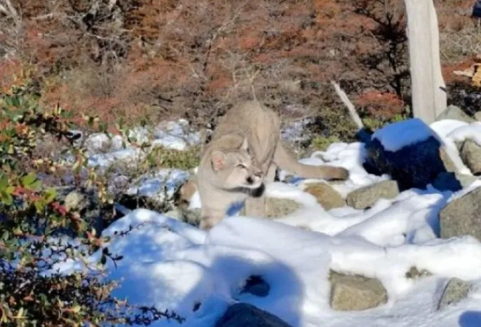 Captura de pantalla 2024-05-17 181250