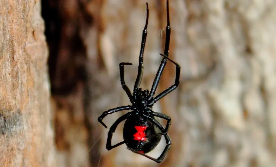 482031069_1038676188296362_4841672754619338225_n