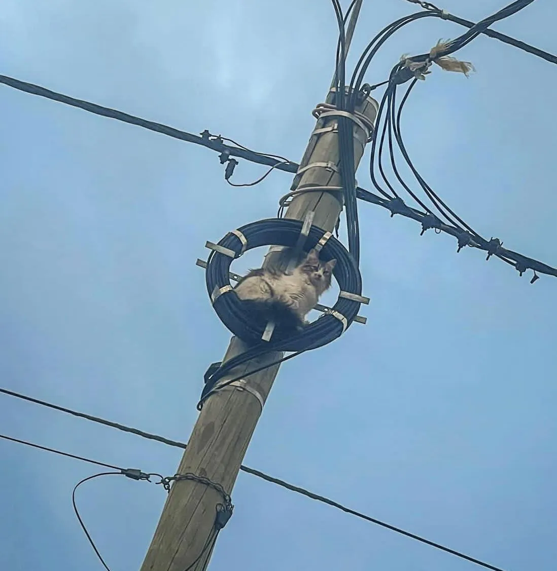 bomberos rescatan gato2