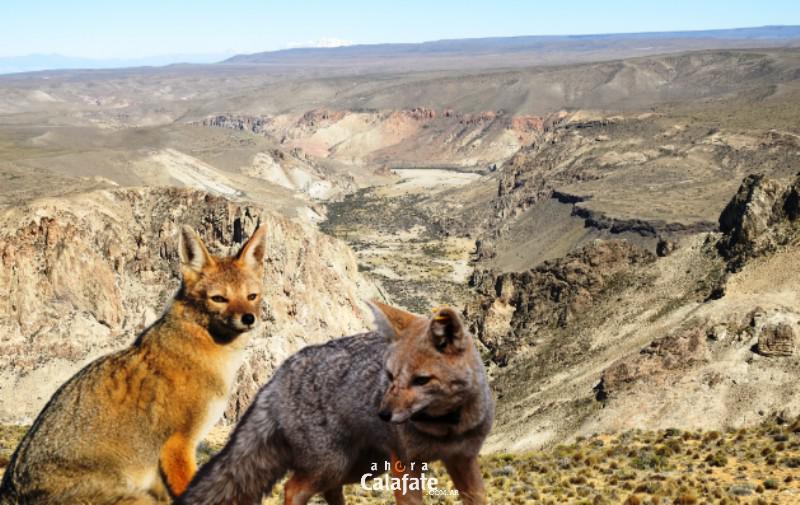 zorros1-removebg-preview [AUDIO FMD]