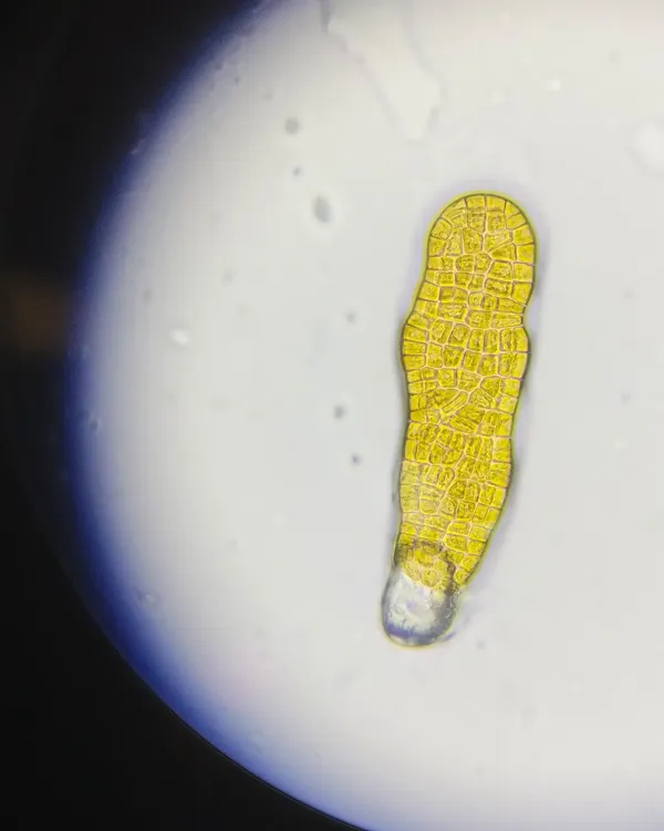 483461436_17993917376784321_2095333067794762729_n