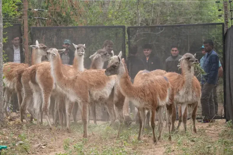 Screenshot 2025-12-15 at 13-38-14 Liberaron guanacos en Chaco la especie volvió al Impenetrable después de un siglo Diario Chaco