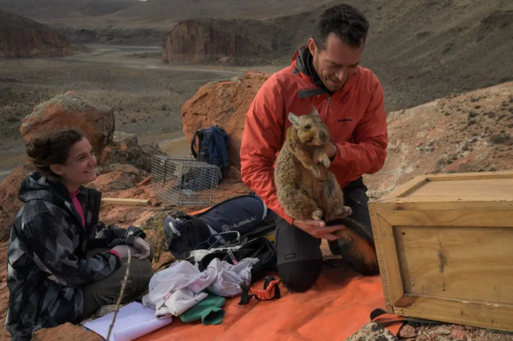 Chinchillon-anaranjado-recaptura-Jhoana-Canadon-Caracoles-mayo-2023-Franco-Bucci-12-1024x681