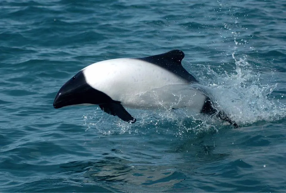 463790180_2715256965321807_3503453728185210525_n